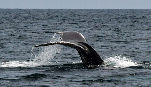 Baleines Polynésie