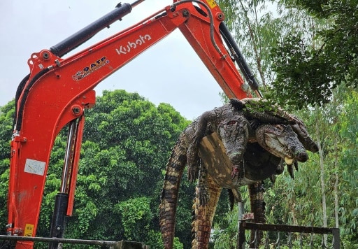 thilande crocodiles