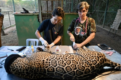 Jaguar du Pantanal soigné