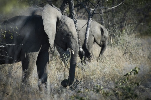 Eléphants Namibie