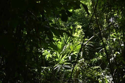 forêt pollution ozone