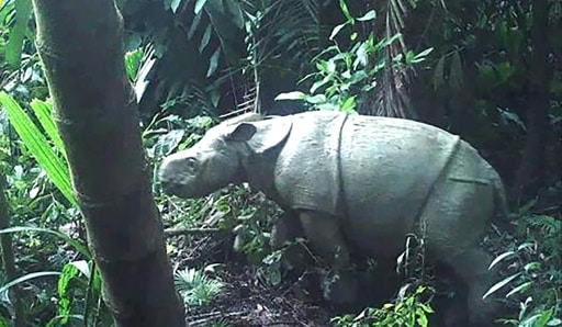 Rhinocéros de Java