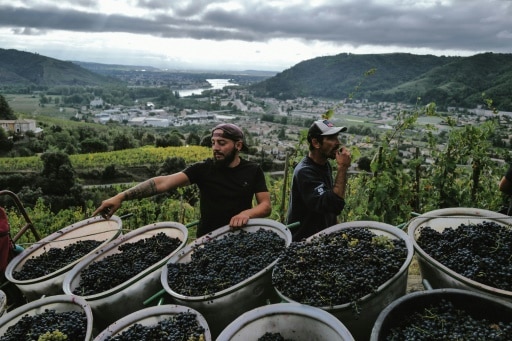 Vendanges en Ardèche