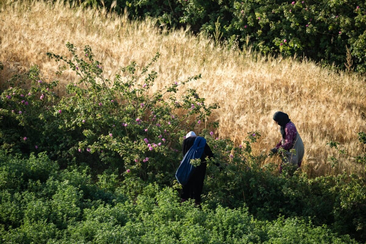 pesticides fleuriste prévention