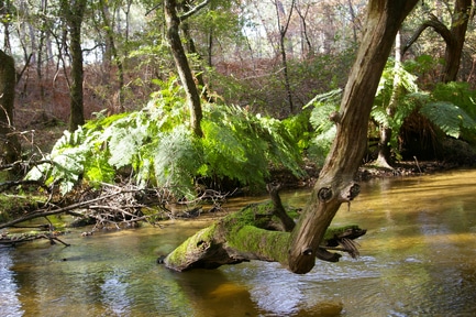 The Bordeaux-Toulouse LGV, a threat to the Ciron forest, the oldest forest in mainland France