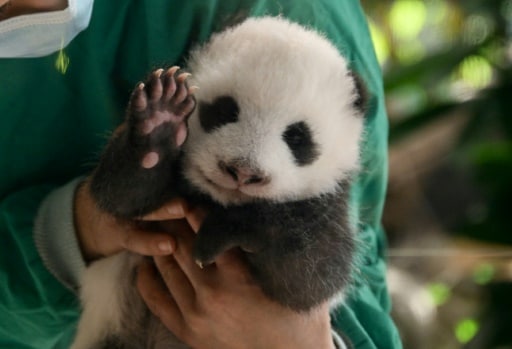 pandas berlin bébés pandas jumeaux