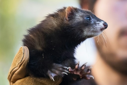 Marseille furet rats