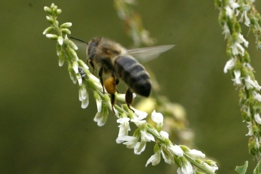 Abeille biodiversité