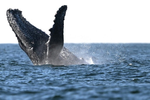 Baleines à bosse