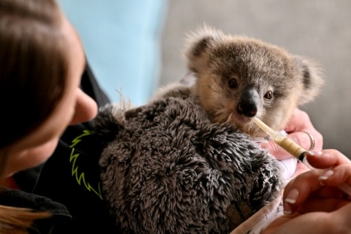 koalas Australie menaces chlamydia