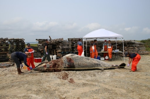 baleine désinformation