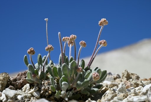 mines de lithium fleur etats-unis