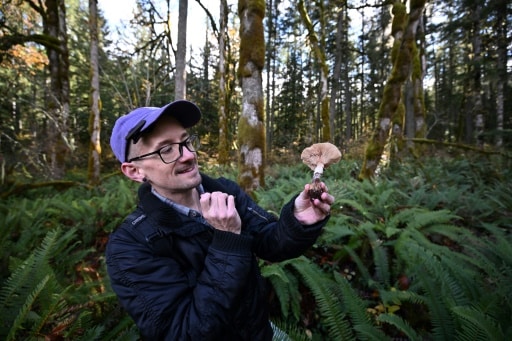 champignons essentiels à la biodiversité