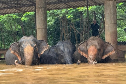 éléphants inondations Thaïlande