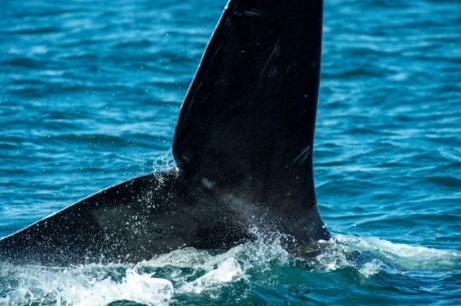 baleines noires de l'atlantique nord