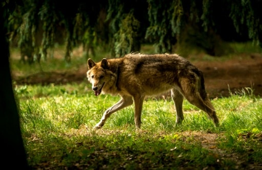 loups barnier prelevements