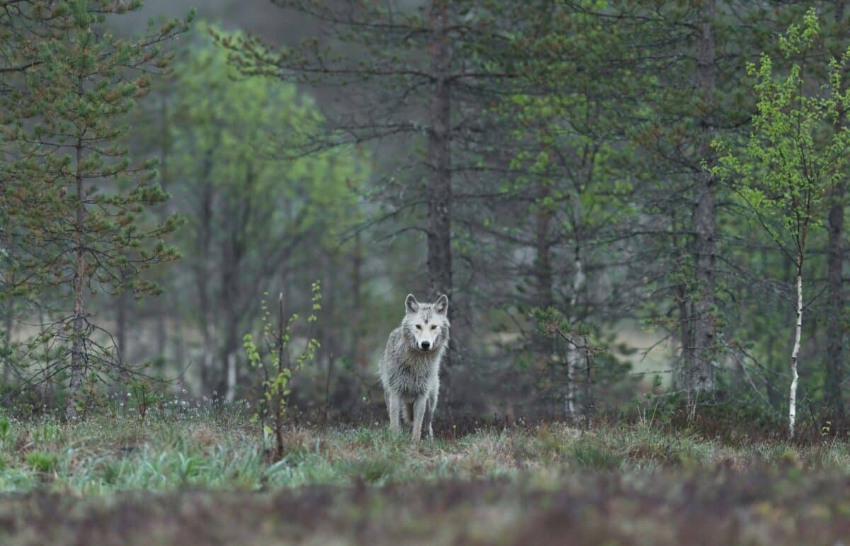 loup gironde plan risque preven tion predation