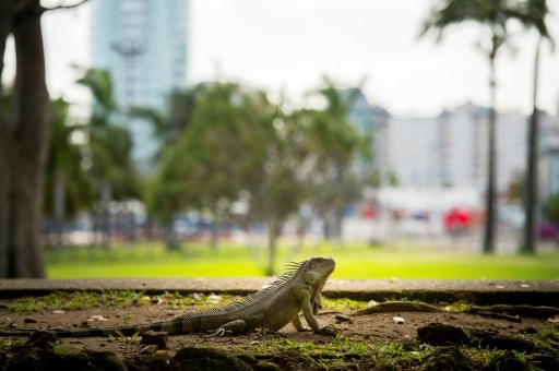 L'iguane rayé, une des espèces invasives en Martinique