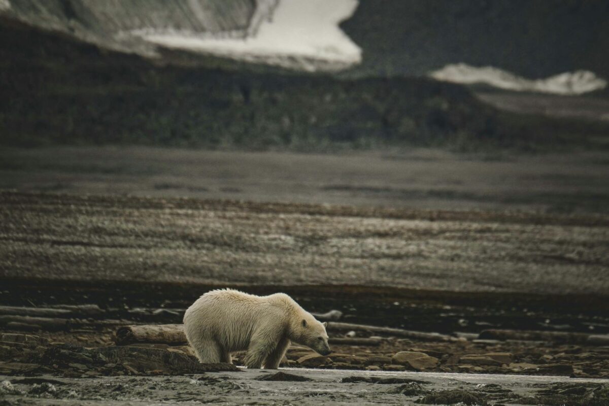 ours polaire santé arctique