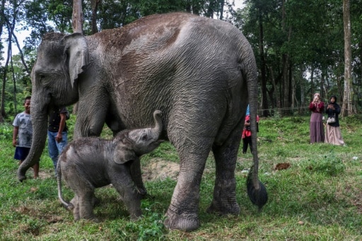 éléphant de Sumatra