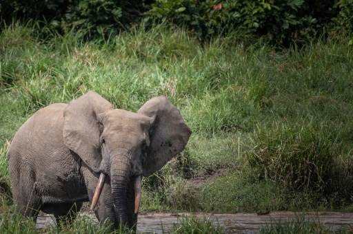 gabon éléphants