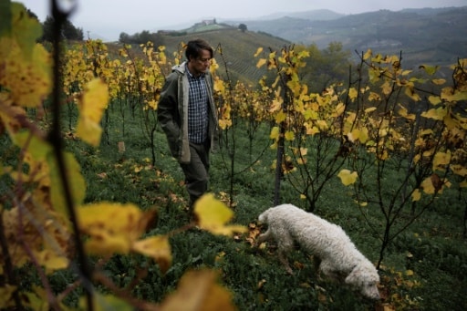 Cueillette de truffes dans le Piémont italien