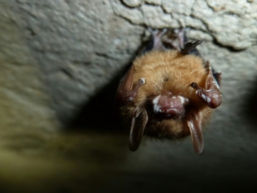 chauve-souris