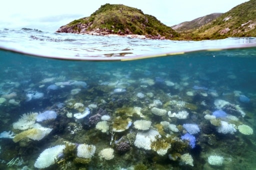 Grande Barrière de corail en Australie touchée par le blanchissement