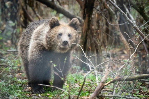 ours chasse roumanie