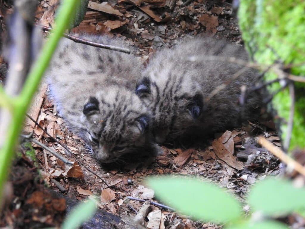 lynx boréal faune félin vosges jura alpes france