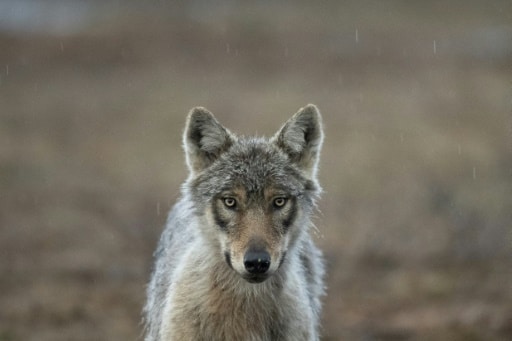 protection loup europe convention de berne