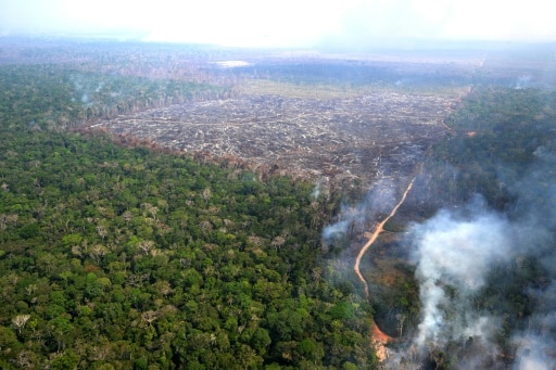 fao alerte déforestation agriculture intensive