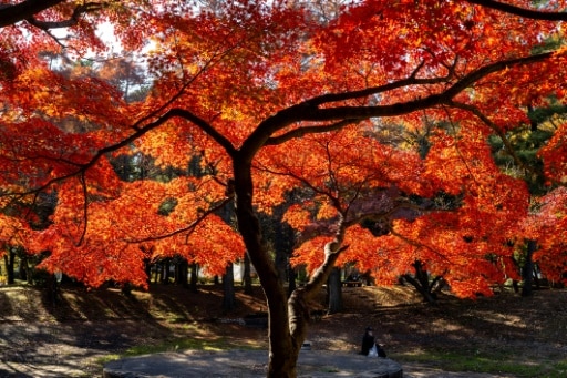 Automne Japon