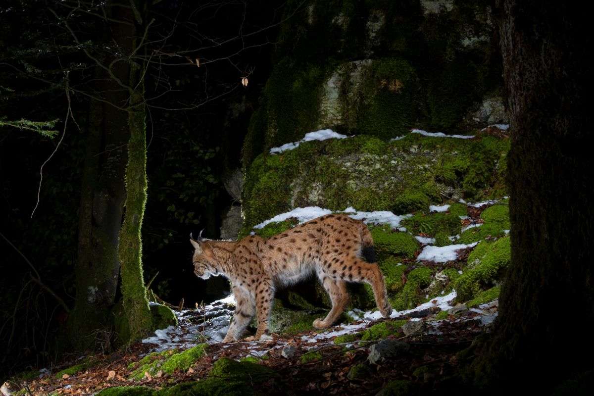 france lynx boréal population devenir inceritudes scénarios