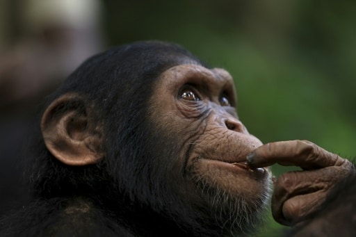 chimpanzés cameroun