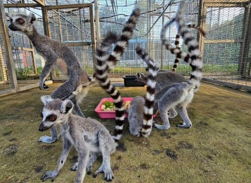 lemuriens rapatriement Madagascar trafic animaux sauvages