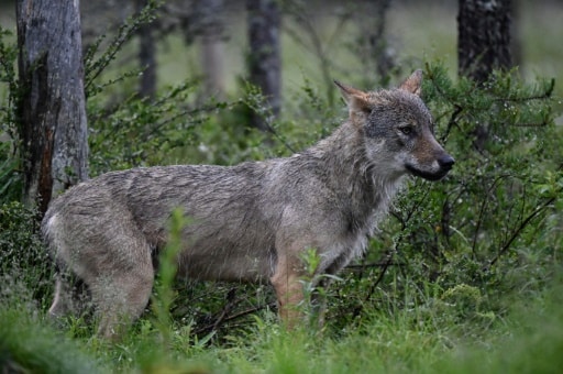 déclassement protection loup risque