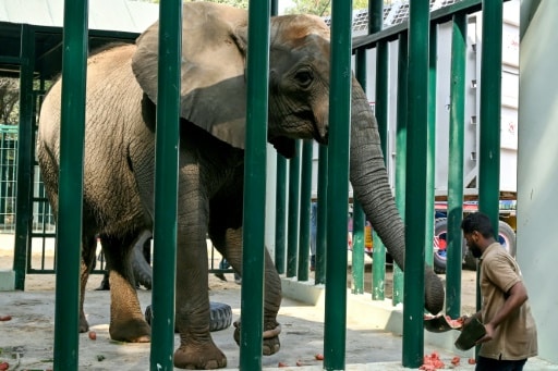 elephant zoo pakistan