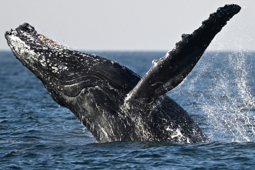 Chasse à la baleine