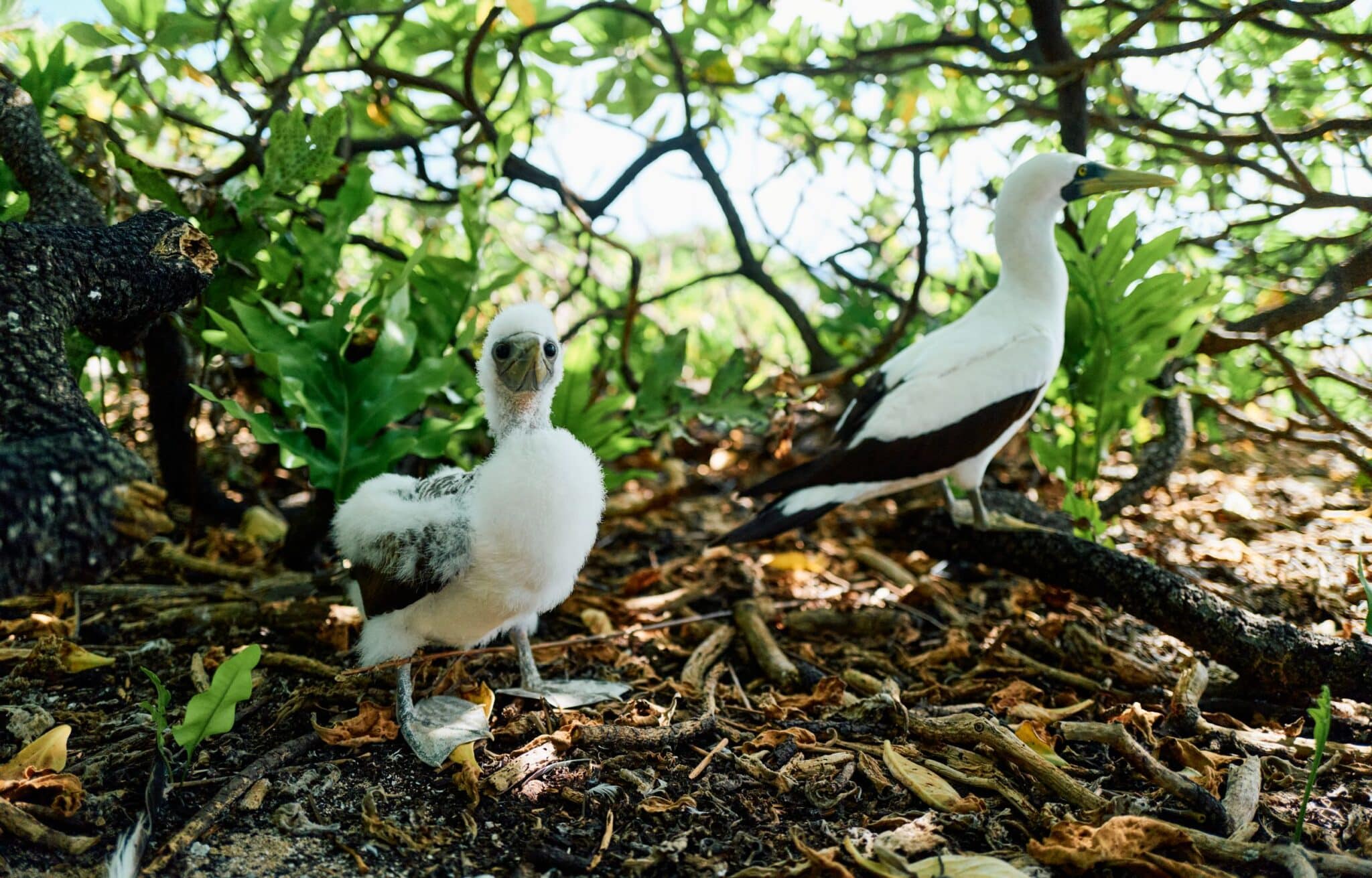 Oiseaux île Henderson