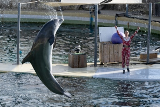 fermeture marineland antibes daupins orques