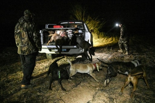 chasseurs de sanglier Chine