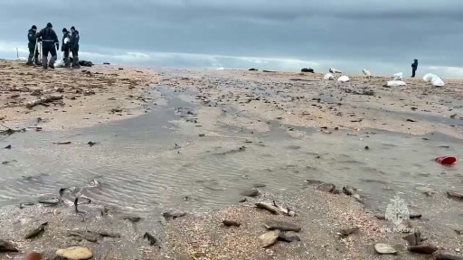 marée noire russie cetaces baleines