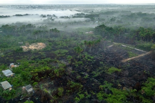 Amazonie impunité incendies