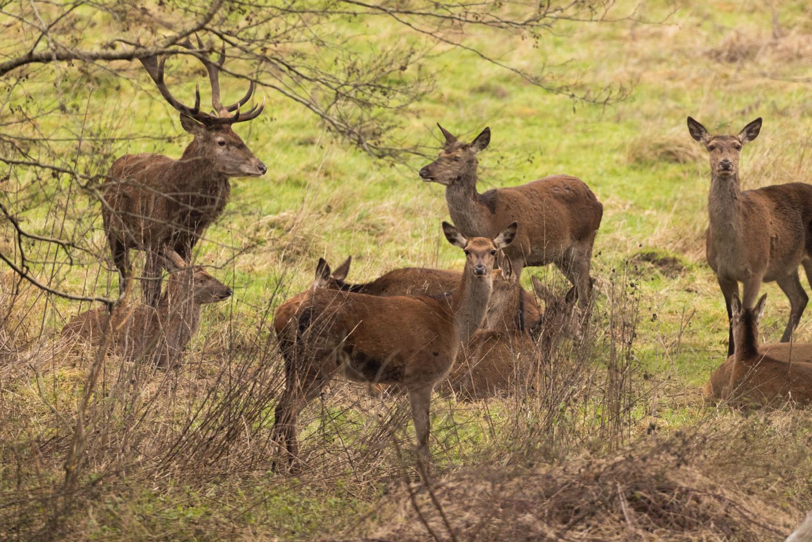 cerfs pétition