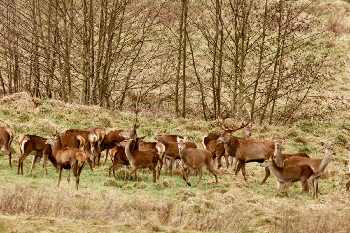 pétition chasse cerfs