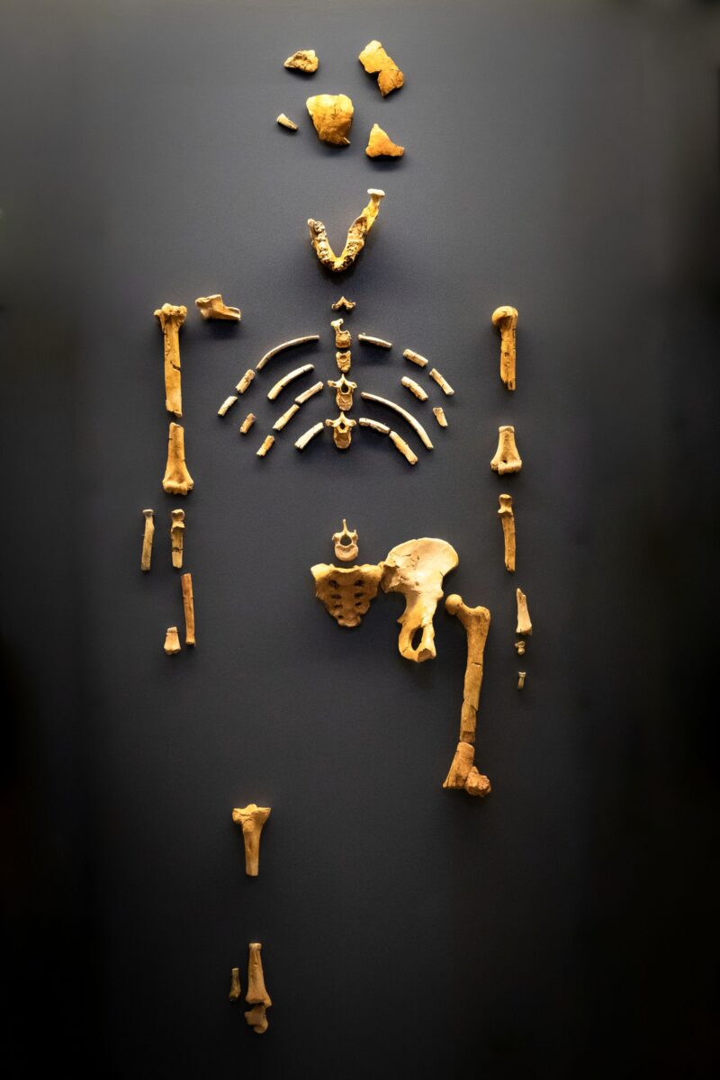 Australopithecus végétarens régimes