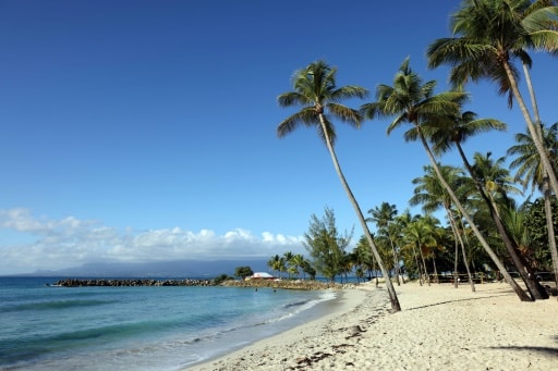 cocotiers Guadeloupe