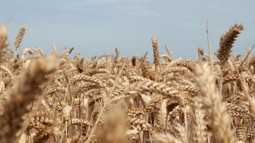 alimentation blé