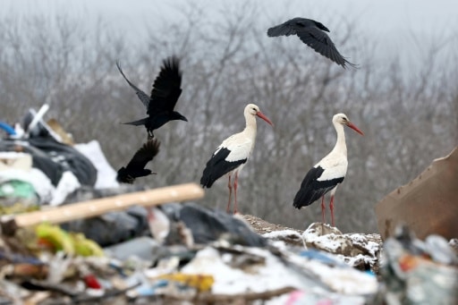 cigogne Alsace